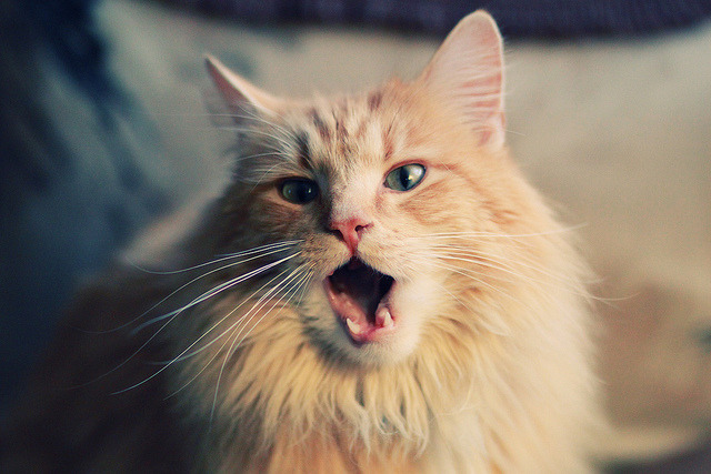 开云中国-Dota 2 新秀选手表现抢眼，dota2新人物