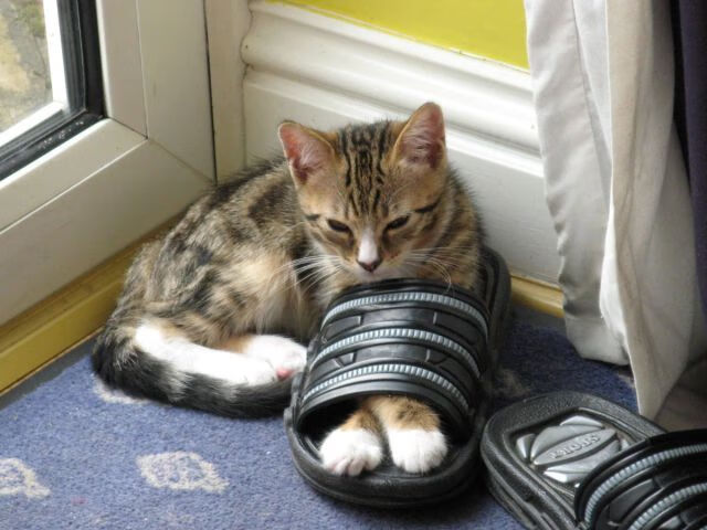 开云·体育官网APP下载-_森林狼新秀表现抢眼，未来可期_，森林狼新秀2020