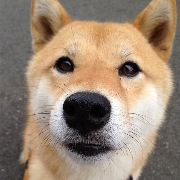 开云体育APP下载-_篮网队迎来五连胜，联盟排名稳步提升_，篮网队五巨头