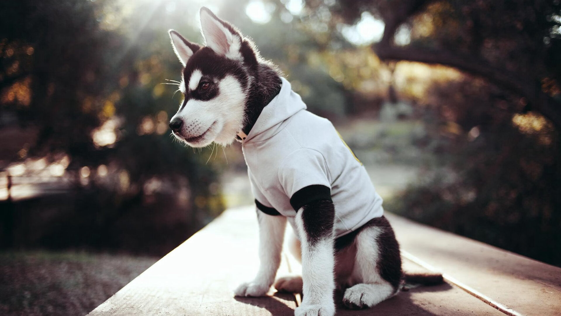 kaiyun官方入口登录-“中国足球俱乐部合作联盟正式成立，资源共享再升华”，中国足球 俱乐部