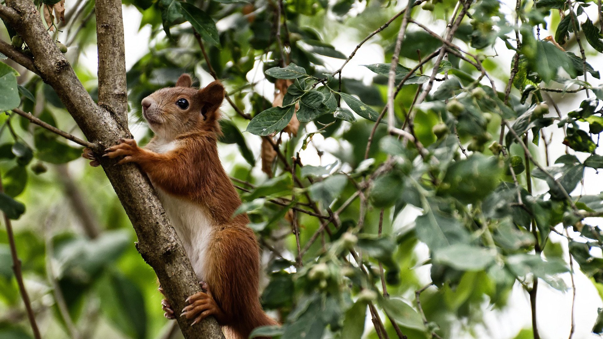 开云在线直播-“法甲决战一触即发，冠军归属悬念重重”，法甲冠军次数排名最新