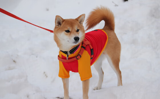 kaiyun开云·官方网站-史上“最精彩”的团队合作，战术完美配合令人叹服！，团队合作的比赛有哪些