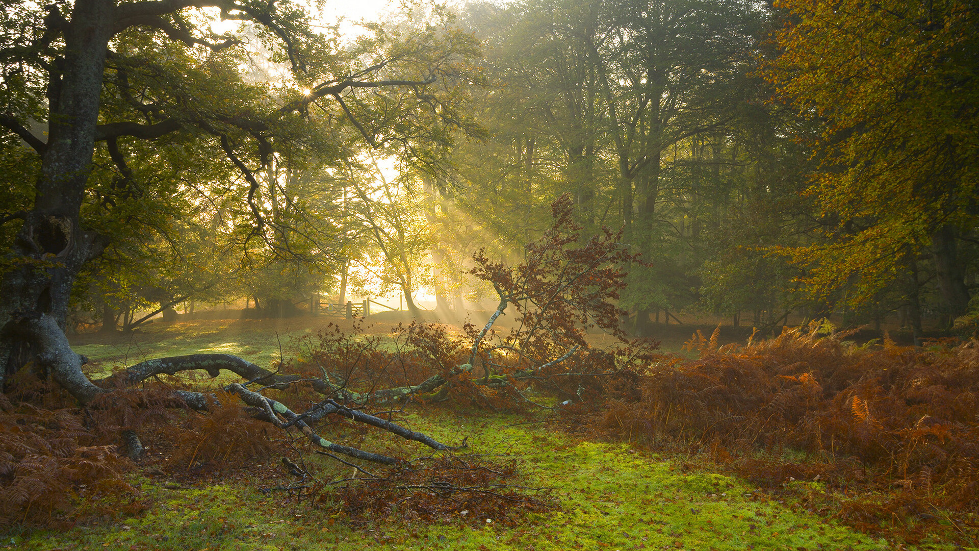 Kaiyun APP-库里的“水花兄弟”——勇士夺冠的绝佳组合！，库里水花特效宣传片