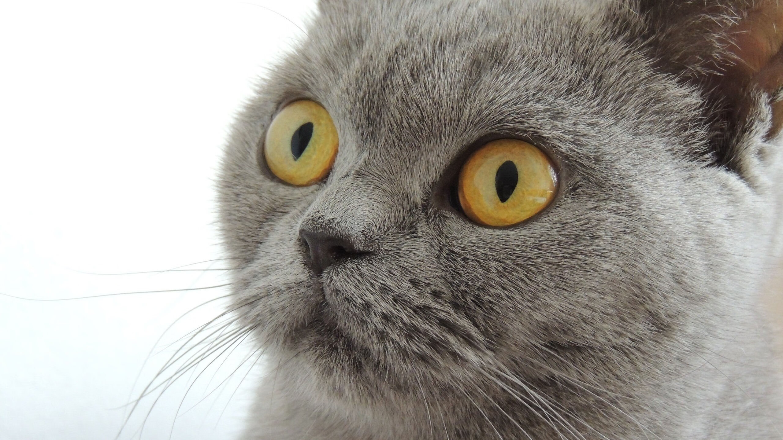 开云体育APP下载-智能硬件：打造公平透明、更具科技感的比赛环境，智能硬件作品