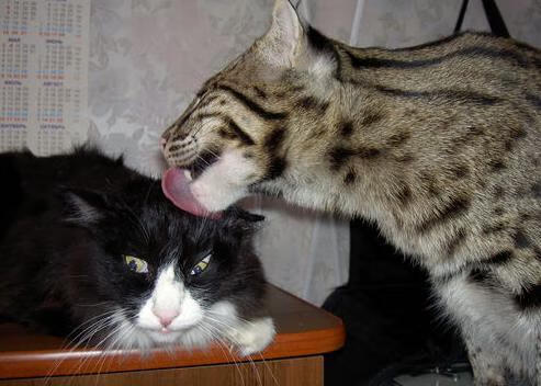 Kaiyun官方登录入口-日本男足奥运赛场再创历史，日本男足奥运会名单