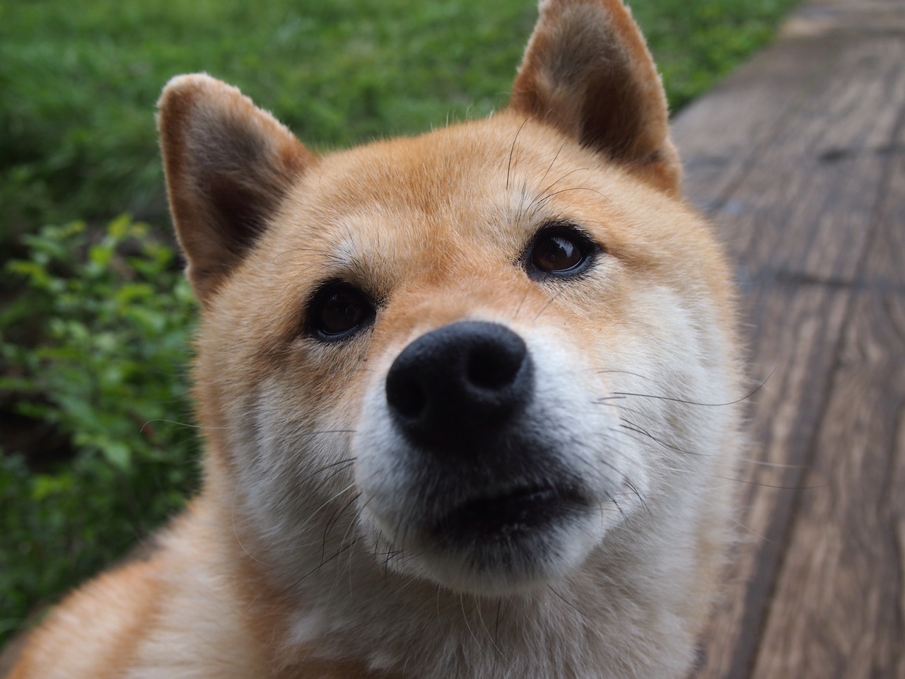 开云下载-上海申花客场不敌江苏苏宁，遭遇连败，上海申花对手