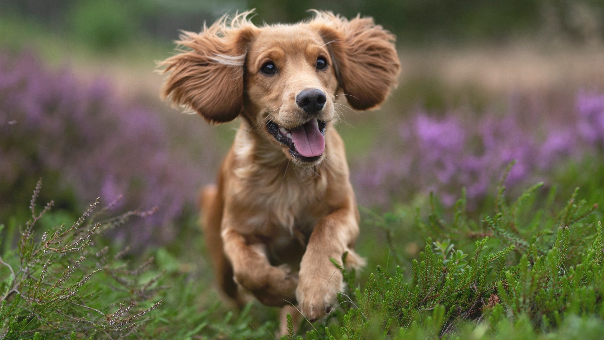 开云体育视频直播-切尔西坐拥主场优势，击败南安普顿，稳固英超前四位置，切尔西vs南安普顿录像回放