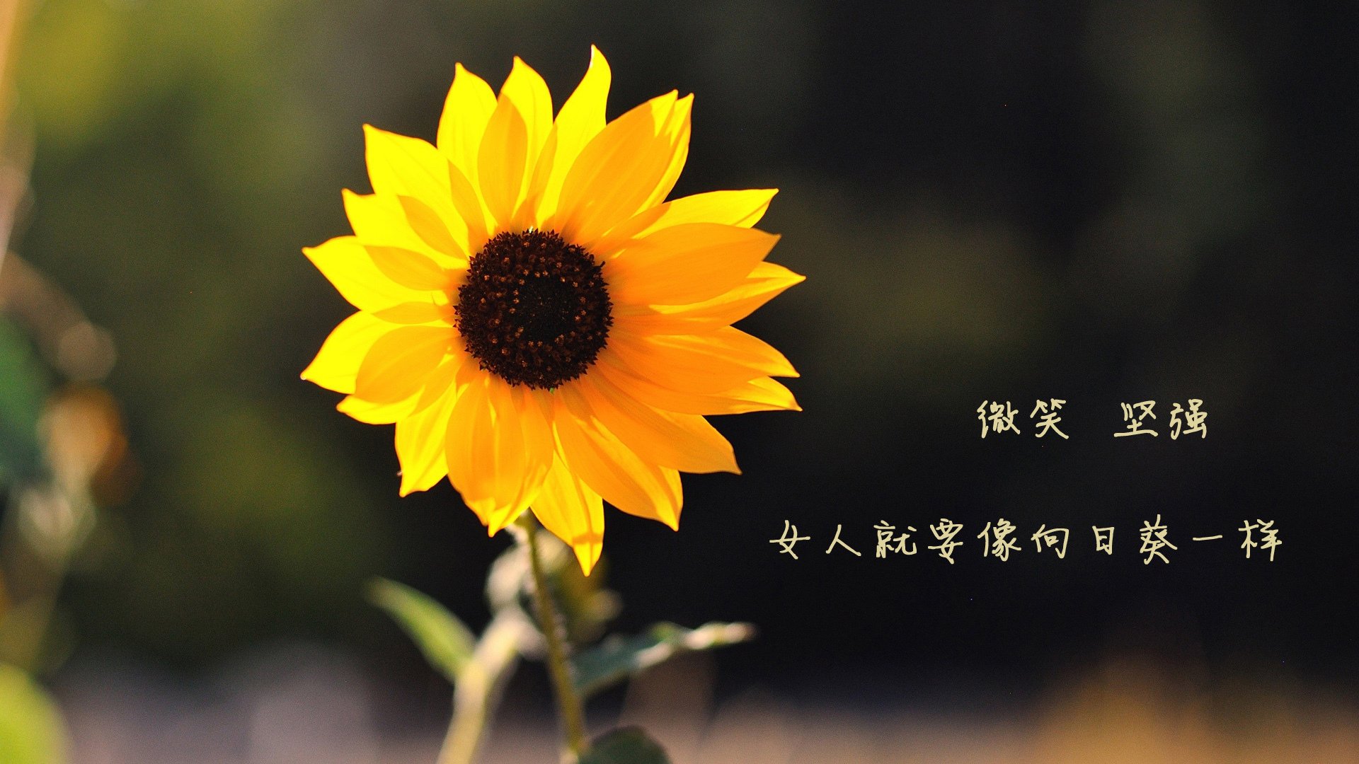 开云网页版登录入口-南特青训新秀未来不可限量，潜力迅速崭露头角，南特联合学院