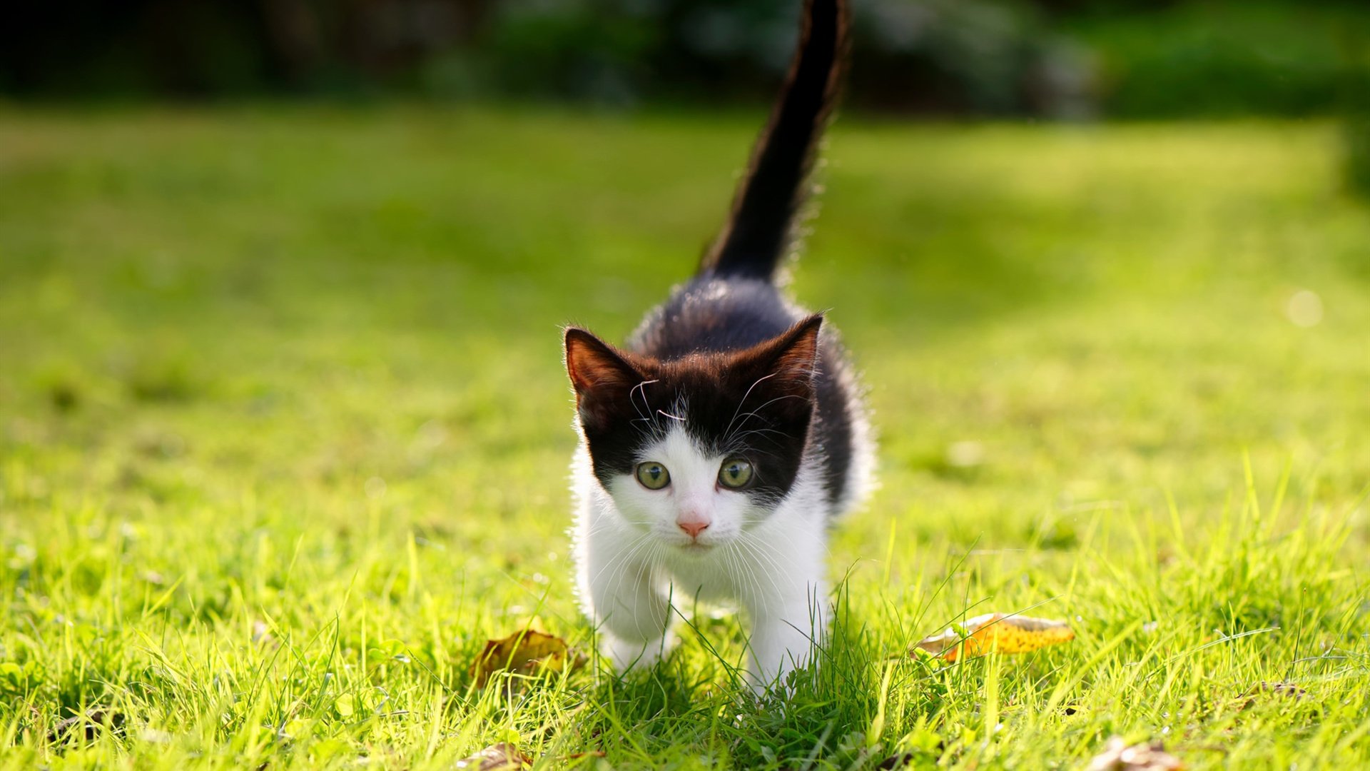 开云官方-弗赖堡球员状态神勇，已有多名球员连续进球，弗赖堡主场叫什么