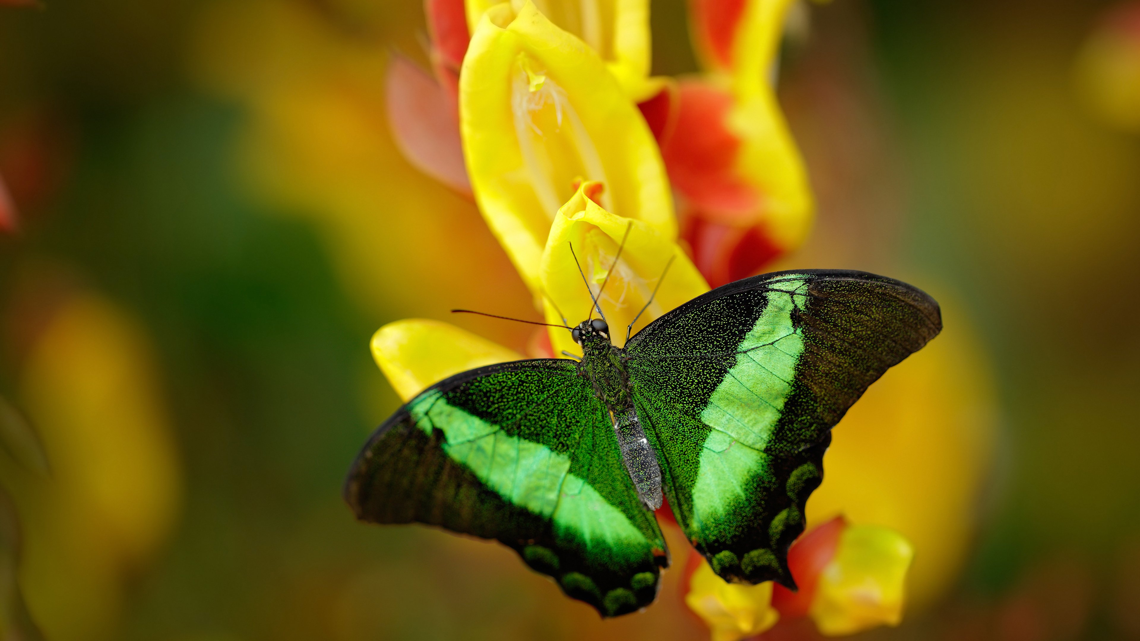 开云入口-电竞职业选手心理健康支持体系建设，电竞选手心态管理