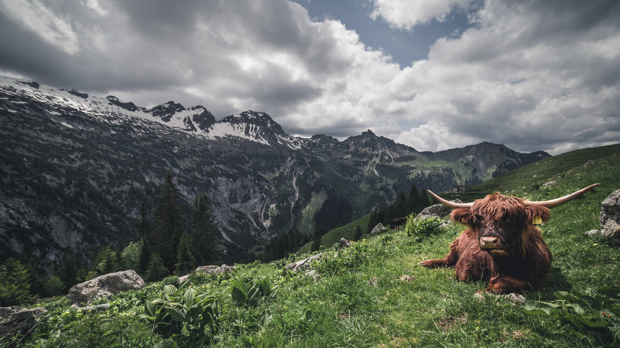 开云官网登录-阿尔艾因队员实力足够，轻松晋级下一轮，ale艾尔