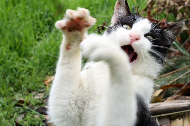 开云官方网站-PSG管理层承诺加强阵容深度，psg人员