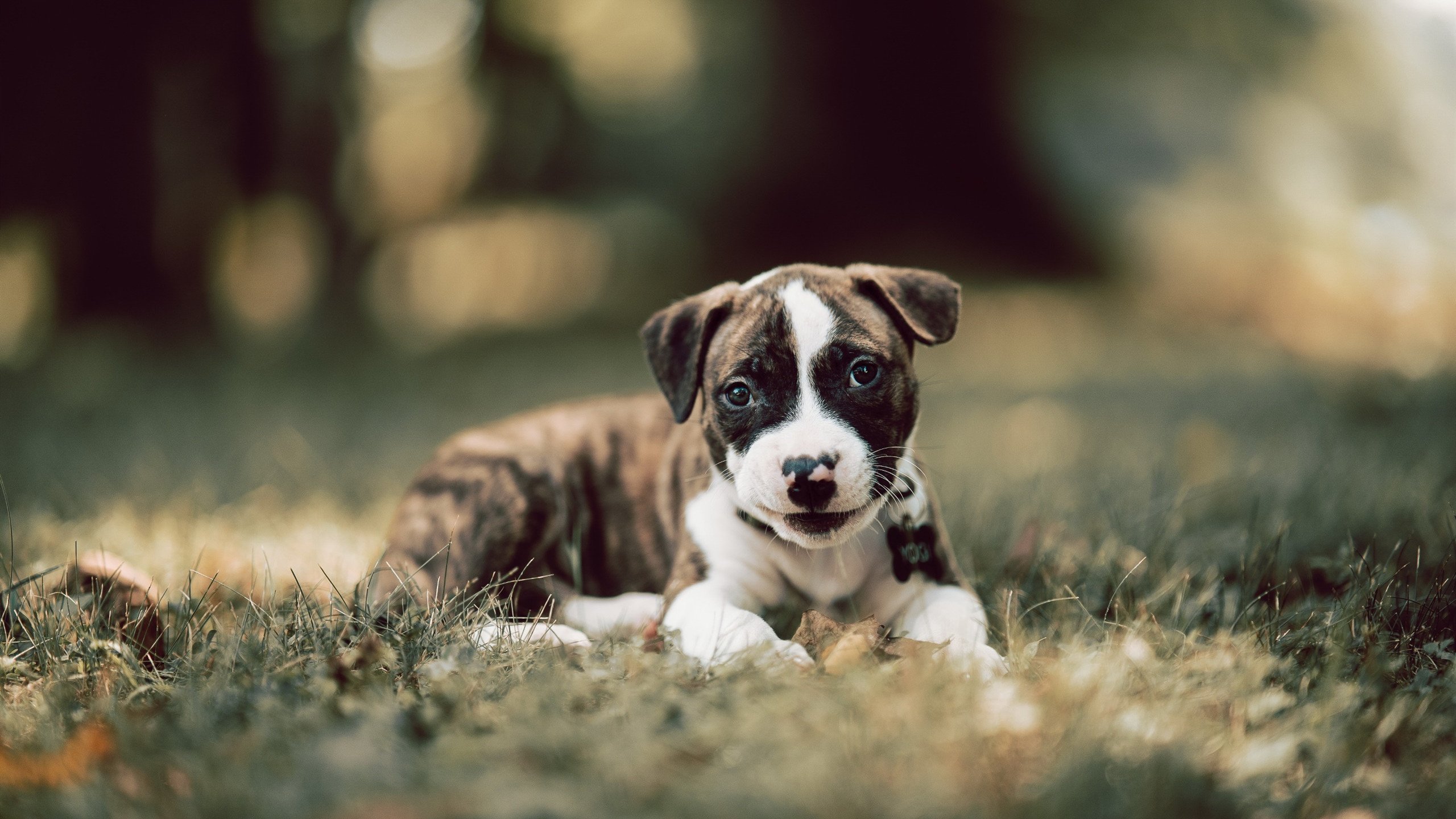 kaiyun.com-德国队在2024年乒乓世界杯的精彩对决回顾，2020德国世乒赛结果