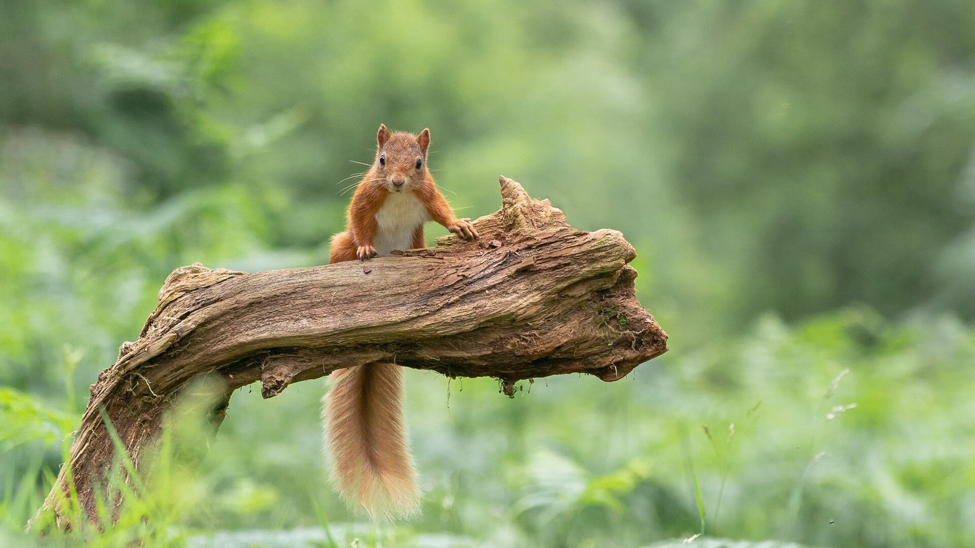 KAIYUN 中国大陆-曼联防守端提升零封成为关键因素，曼联0-1