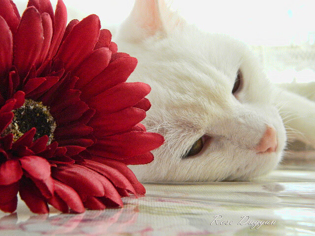 开云官网登录-滑雪青少年联赛推动青训体系完善，滑雪比赛青年组年龄段