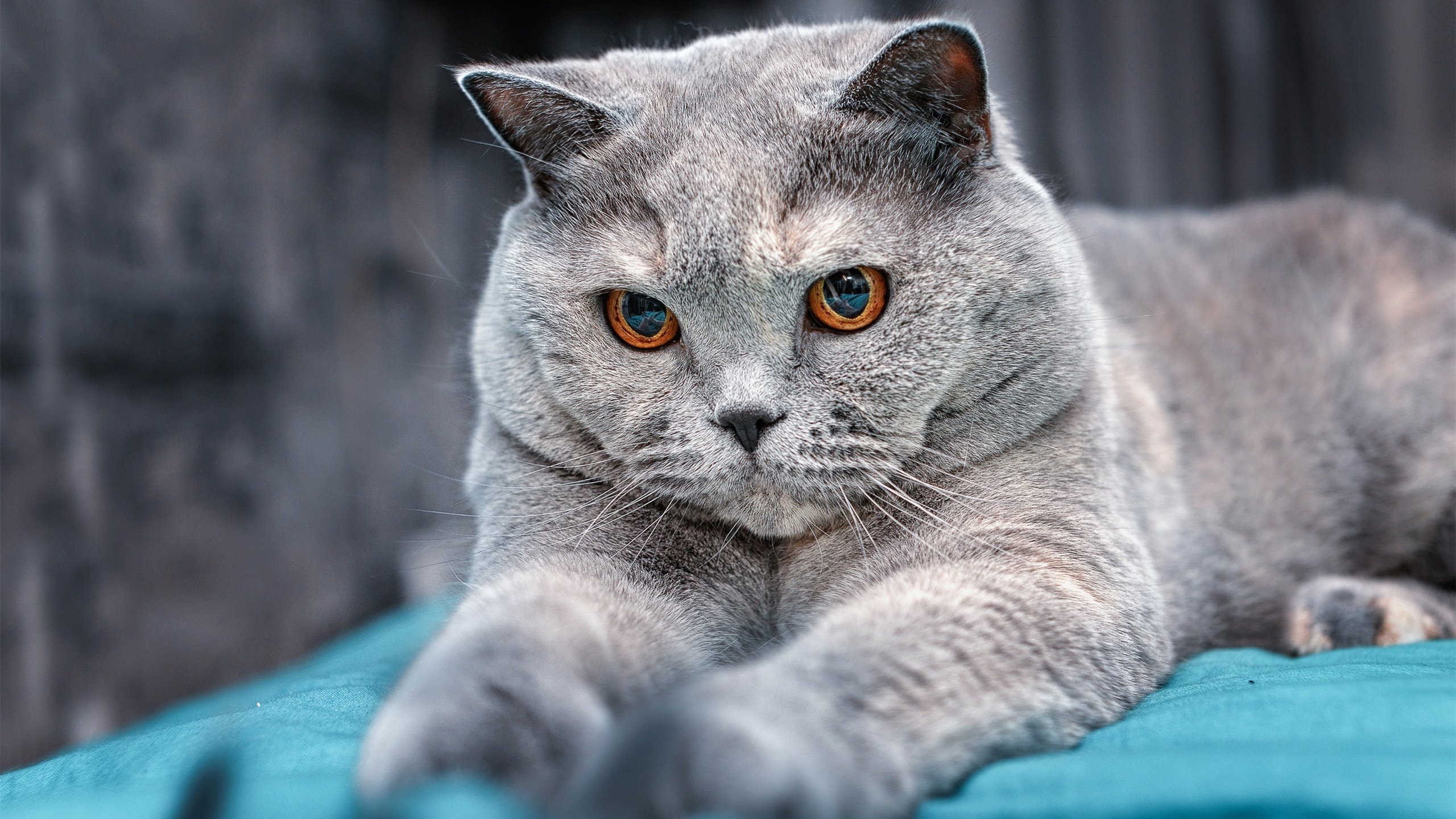 开云全站-男泳队后备力量崛起，男泳队后备力量崛起了吗