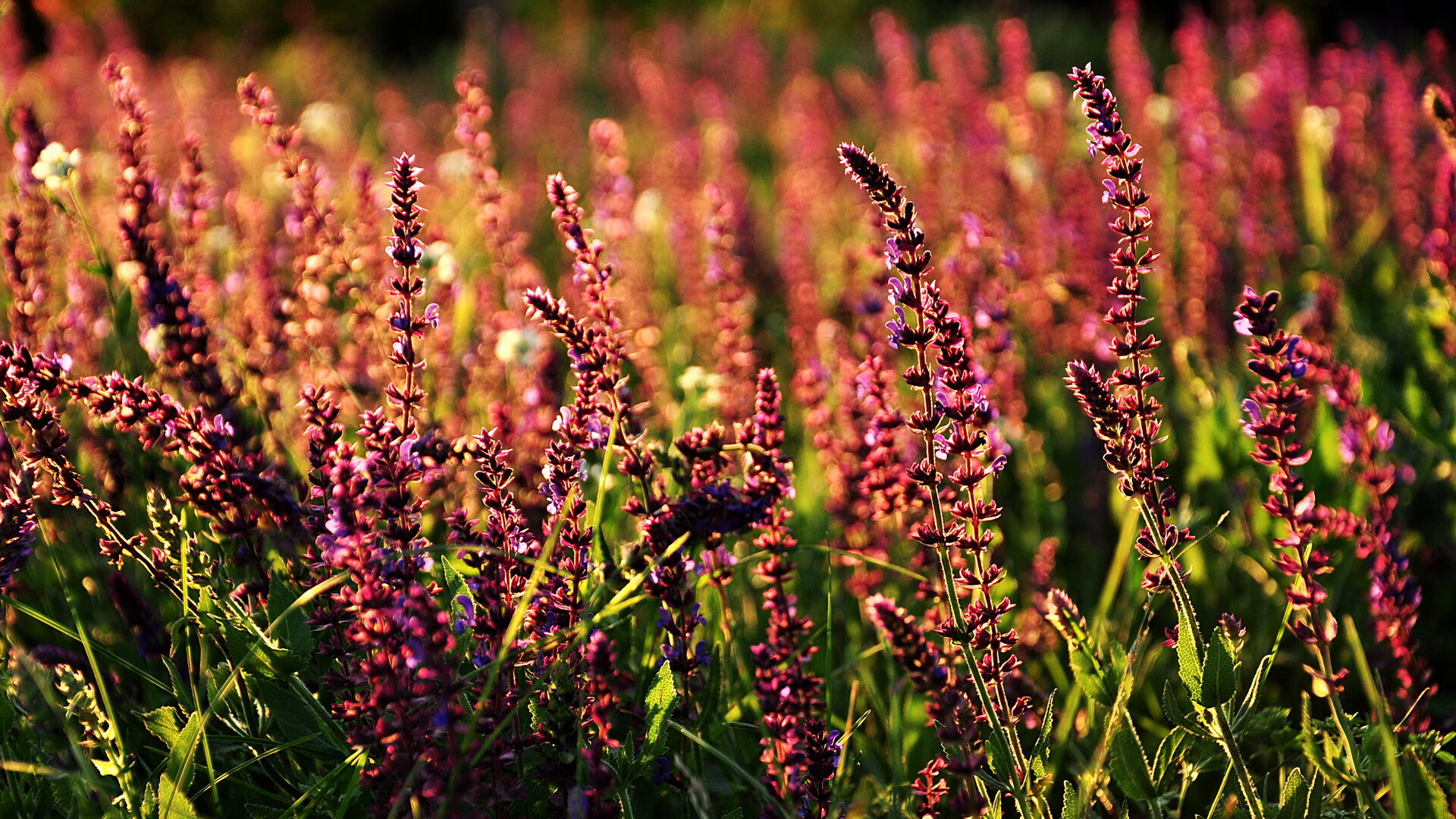 开云kaiyun-凯恩·瑞安：新西兰橄榄球新星，未来的全黑队领袖